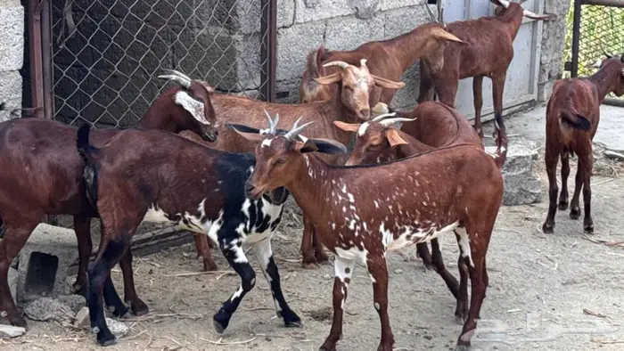 معزا دهم جذعات 8 13