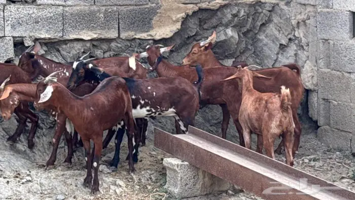 معزا دهم جذعات 8 7