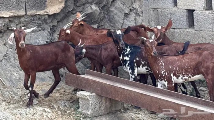 معزا دهم جذعات 8 10