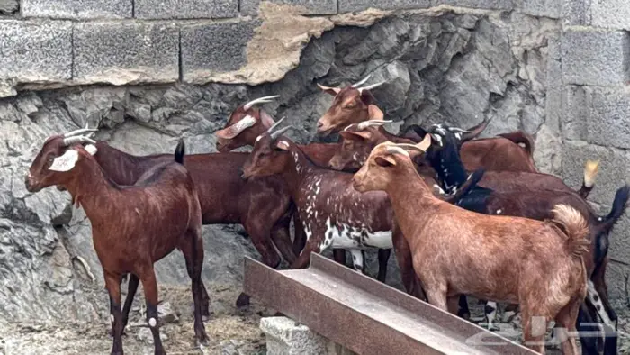 معزا دهم جذعات 8 12