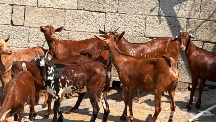 معزا دهم جذعات 8 0