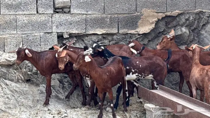 معزا دهم جذعات 8 8