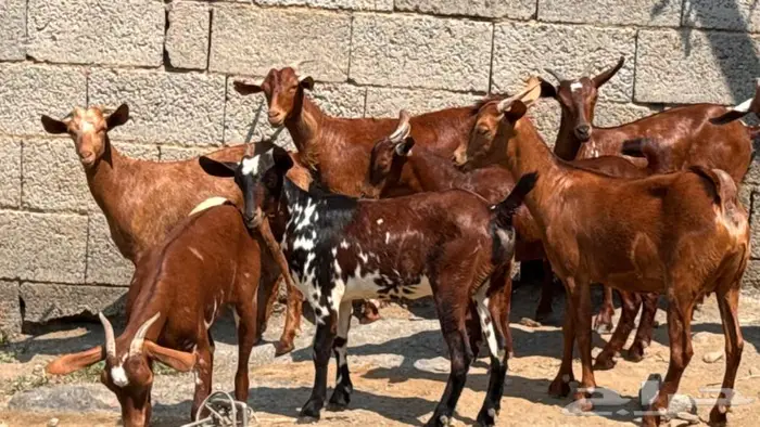 معزا دهم جذعات 8 2