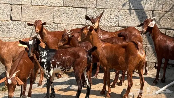 معزا دهم جذعات 8 3