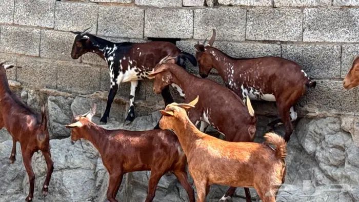 معزا دهم جذعات 8 5