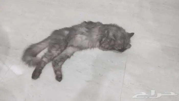 قطه انثى هيملايا 0