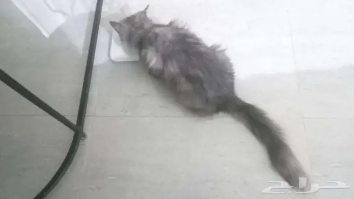 قطه انثى هيملايا 2