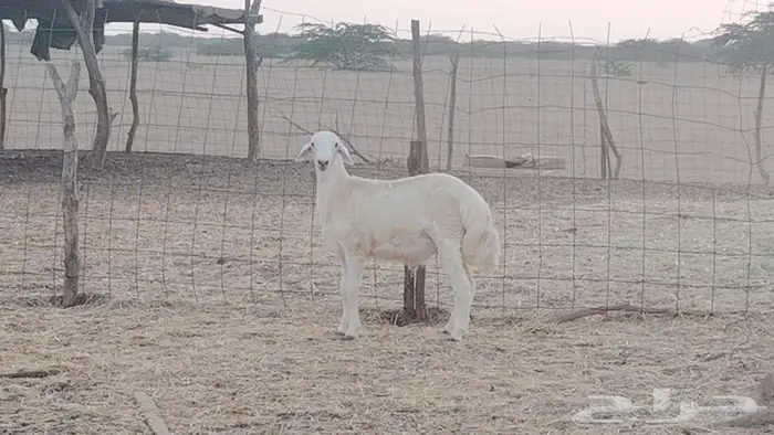 طلي ابرص مشروع فحل 0