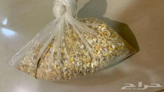 همستر روسي  انثى  للبيع 0