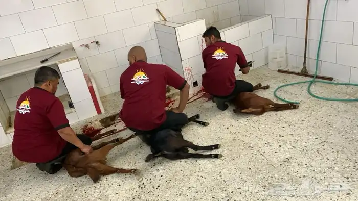 ذبايح مرابي عسير 35