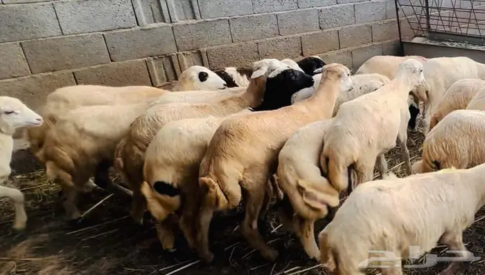 رخيل طيبة 1