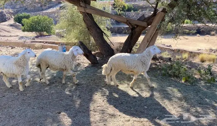 طليان حرية من حلال الديرة 2