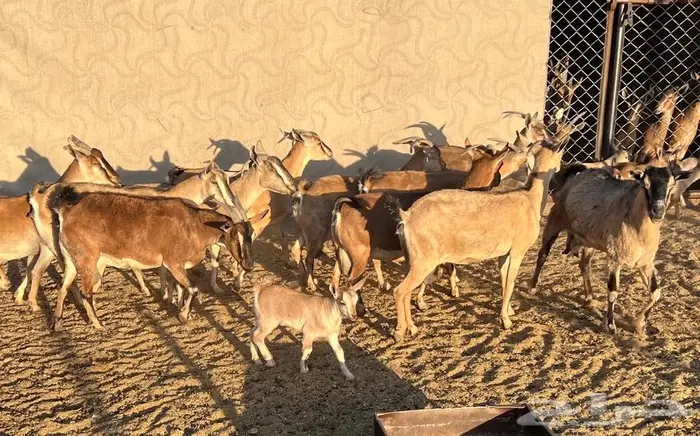 معزا مطوره مهجنه لون الصيد هجين وعل 5