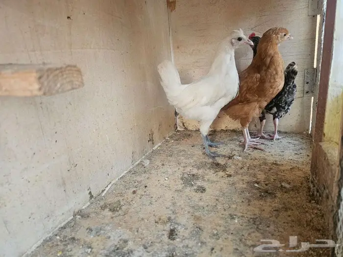 صيصان دجاج 1
