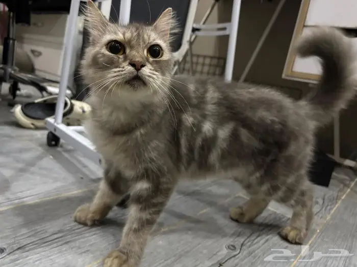 قطة للتبني لا يأتي الا جاد 0