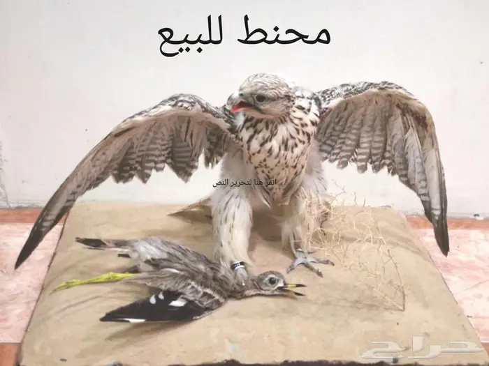 تحنيط. طيور ( للمفاهمة واتساب ) دجاج محنط في عش الأحساء 0