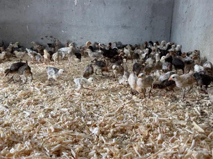 صيصان للبيع 0