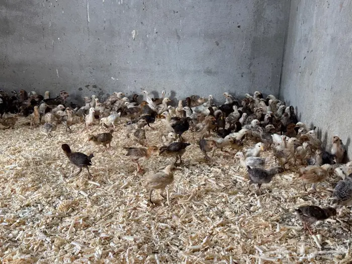 صيصان للبيع 2