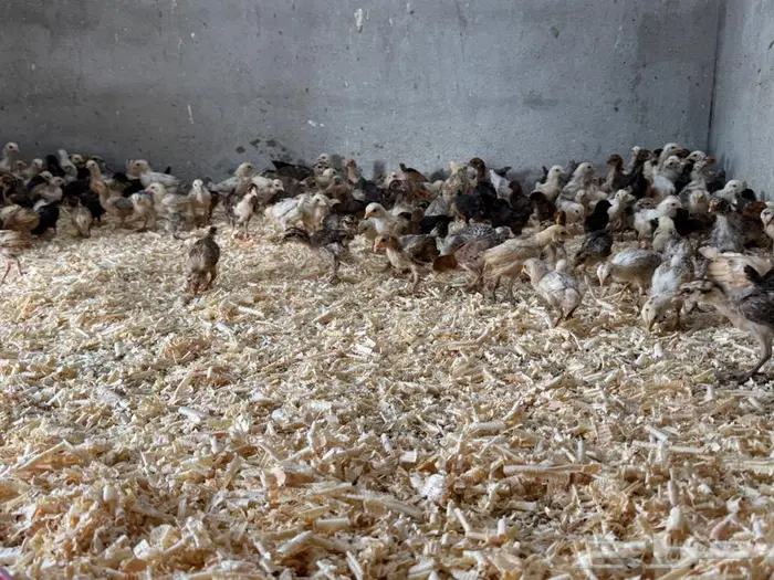 صيصان للبيع 1