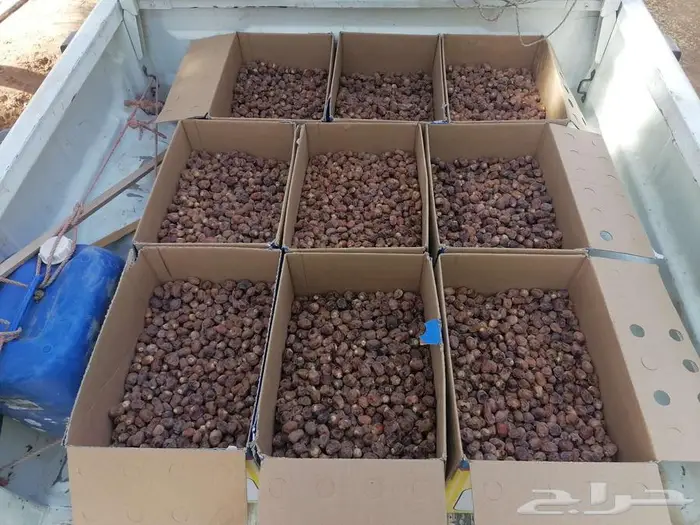 تمر برحي إنتاج السنة مناسب لمن بيعجن او يكنز 0