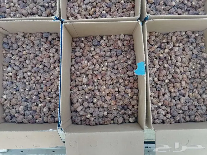 تمر برحي إنتاج السنة مناسب لمن بيعجن او يكنز 2