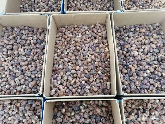 تمر برحي إنتاج السنة مناسب لمن بيعجن او يكنز 1