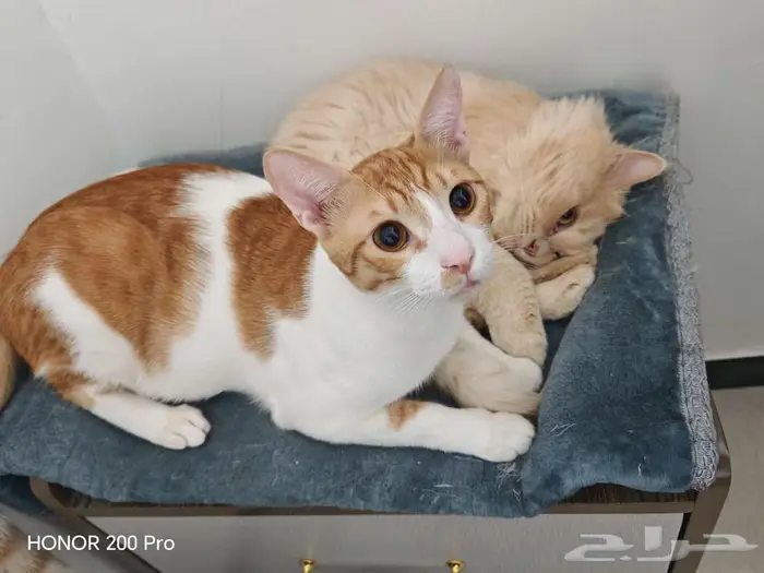 حي الصفا جده 0