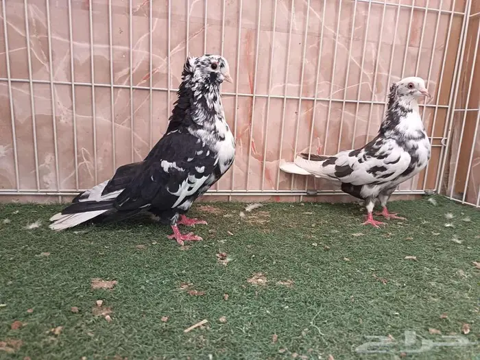 خمسة أجواز قطايف 3