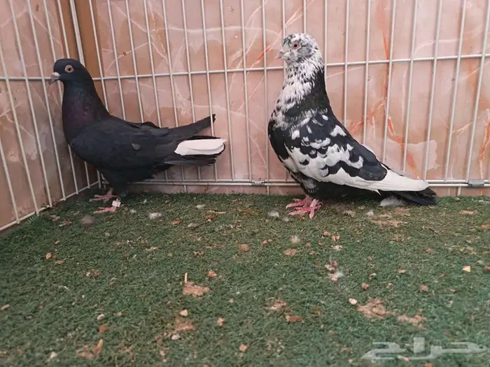 خمسة أجواز قطايف 4