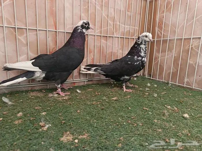 خمسة أجواز قطايف 1