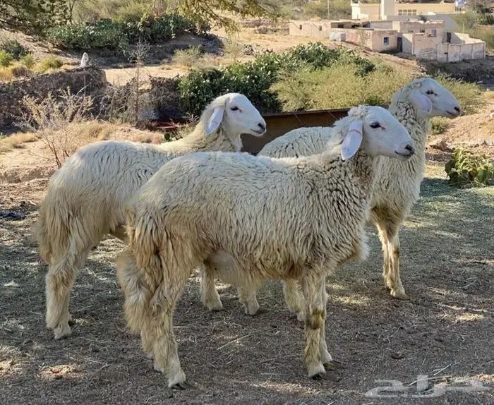 طليان حرية من حلال الديرة 1