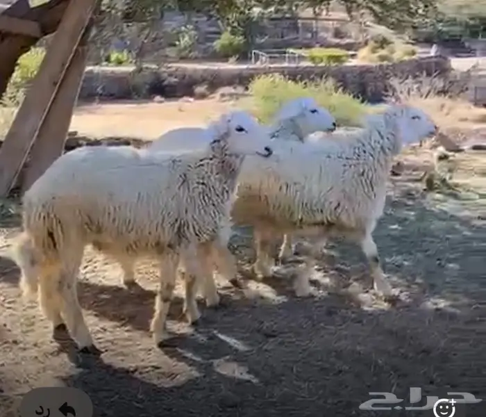 طليان حرية من حلال الديرة 0