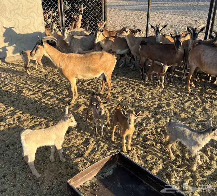 معزا مطوره مهجنه لون الصيد هجين وعل 4