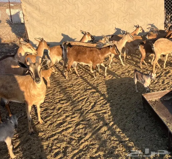 معزا مطوره مهجنه لون الصيد هجين وعل 6