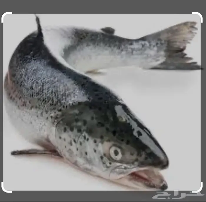 سلمون   جمبري جامبو هدية ب149 (إشراف بيطري توصيل) 0