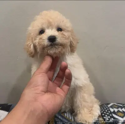 ميني توي بودل index