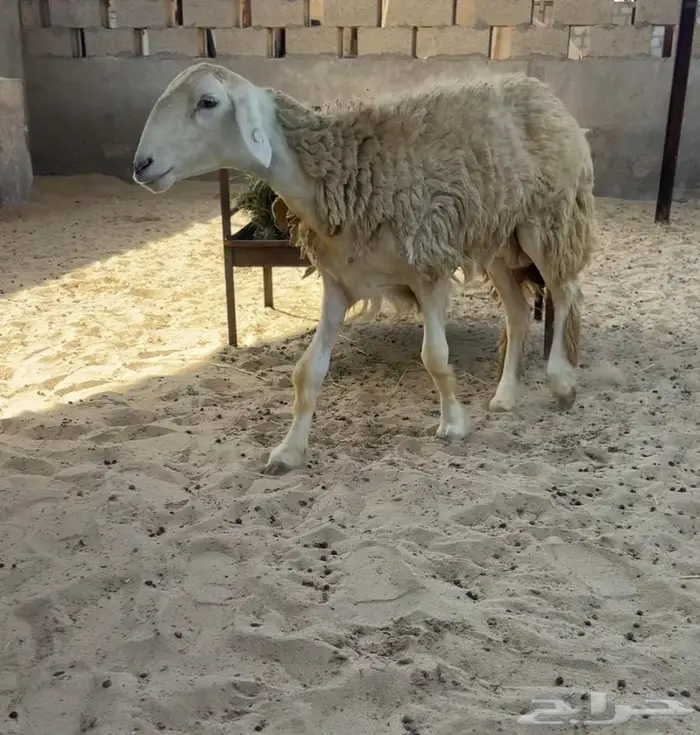 شاه حريه 3