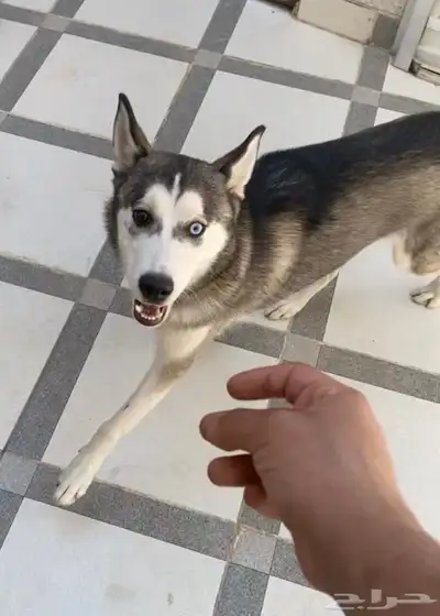 كلب هاسكي ميلانو ( انثى ) index