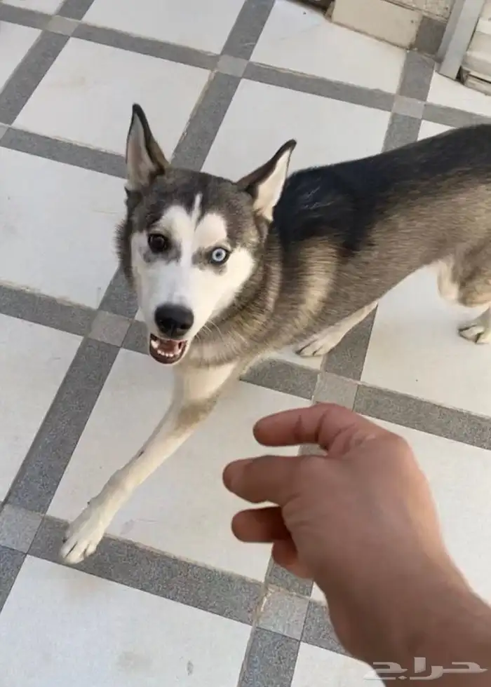 كلب هاسكي ميلانو ( انثى ) 2