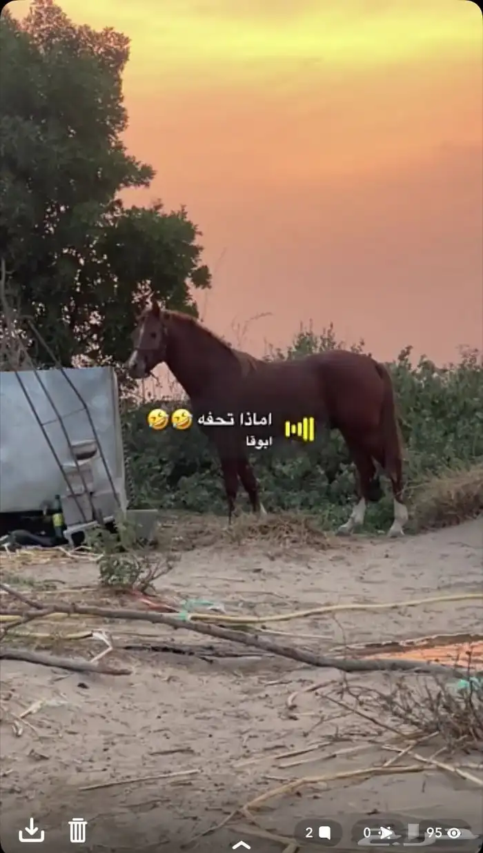 حصان للبيع 0