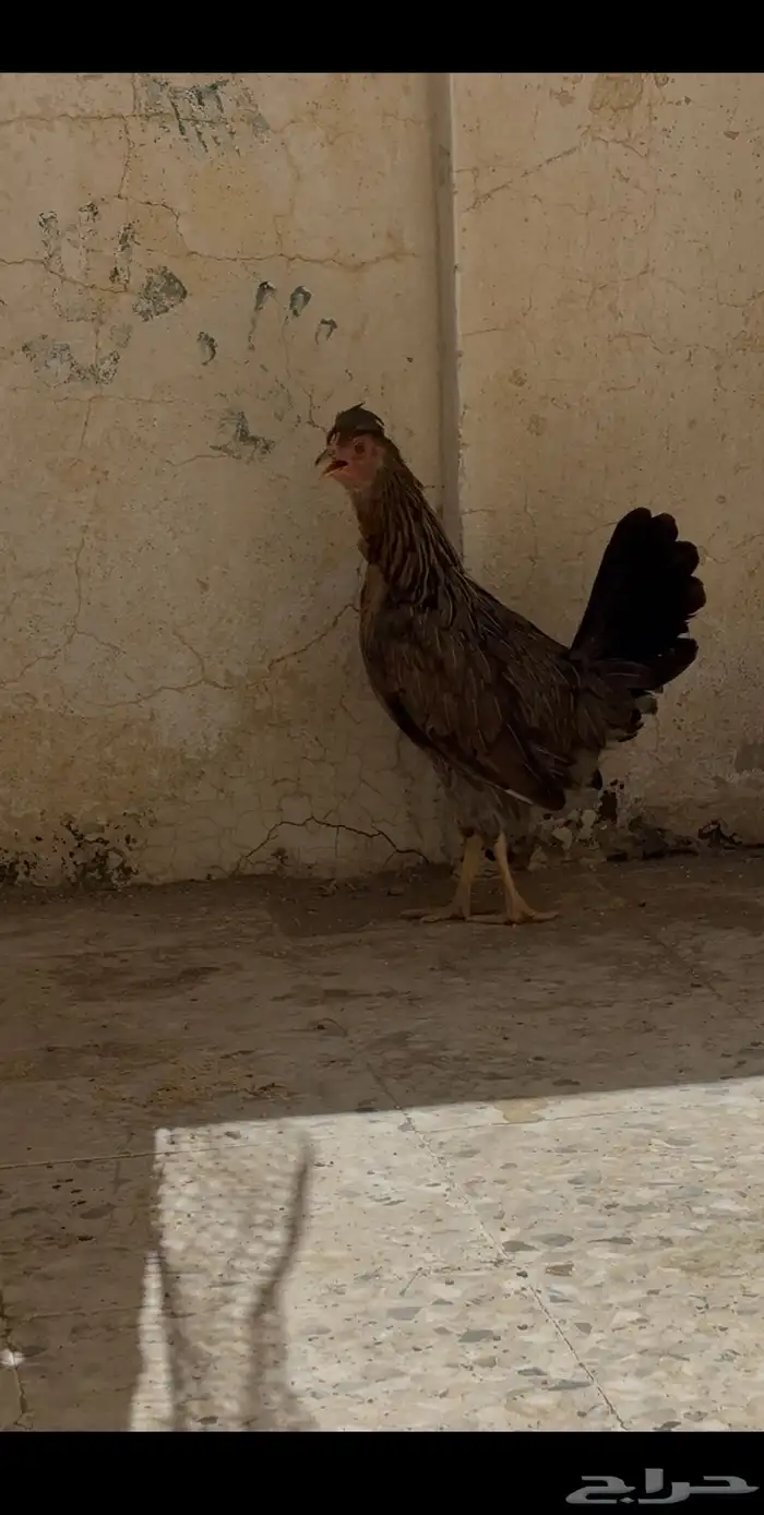 دجاج عربي افرق تاج مستوى فاخرر 3