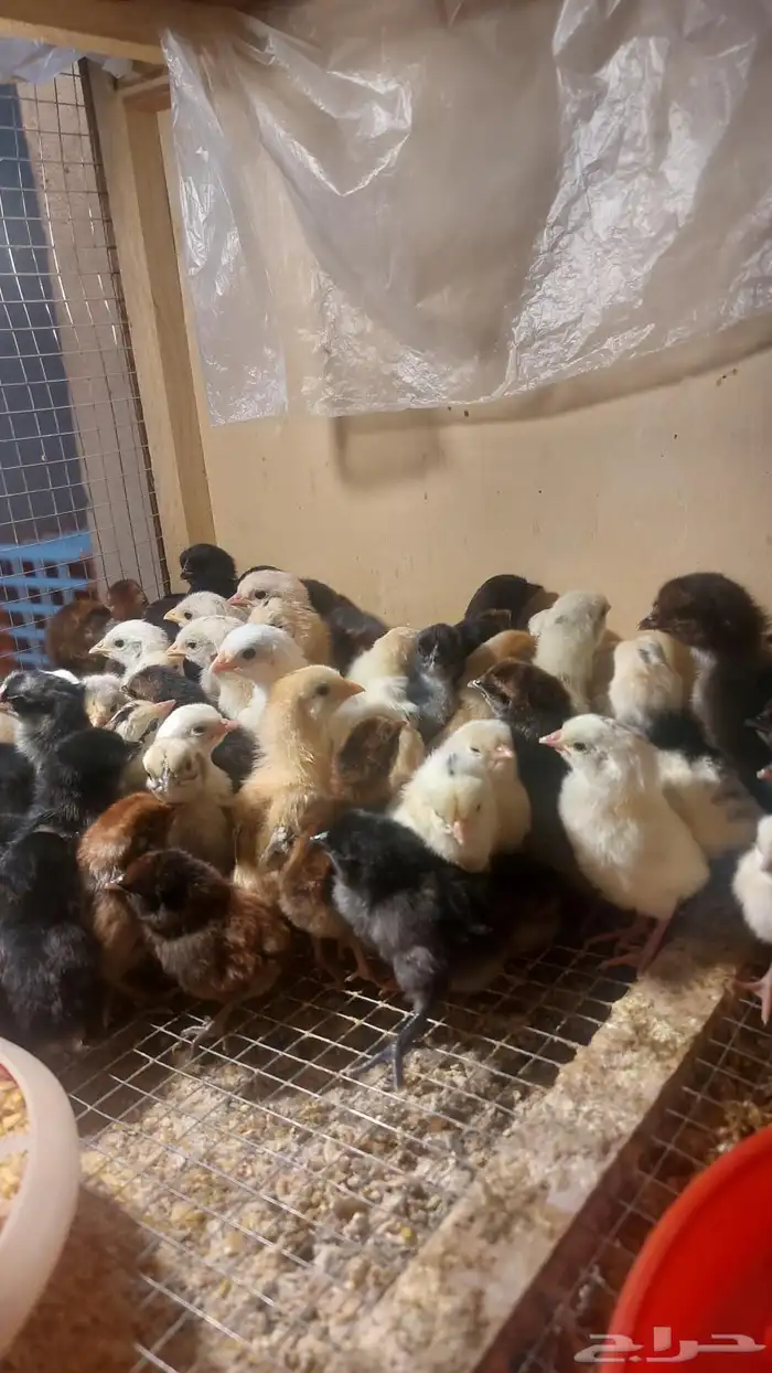 صوص مهجن دجاج بلدي وإندونيسي 5