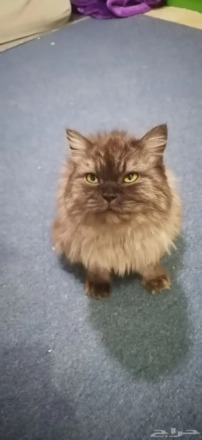 قطه للبيع 4