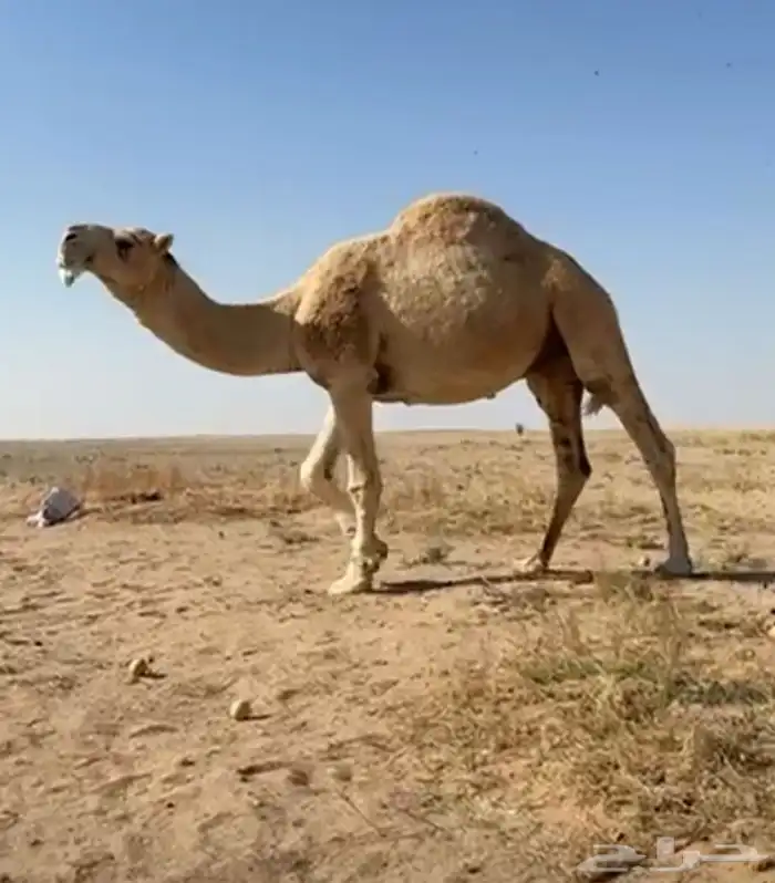 فحل ثني كفو على ( الهارب ) 0