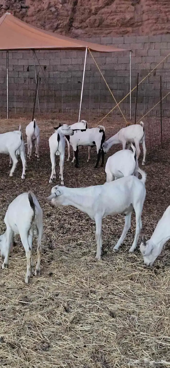 تيوس بحاره مرابي 0