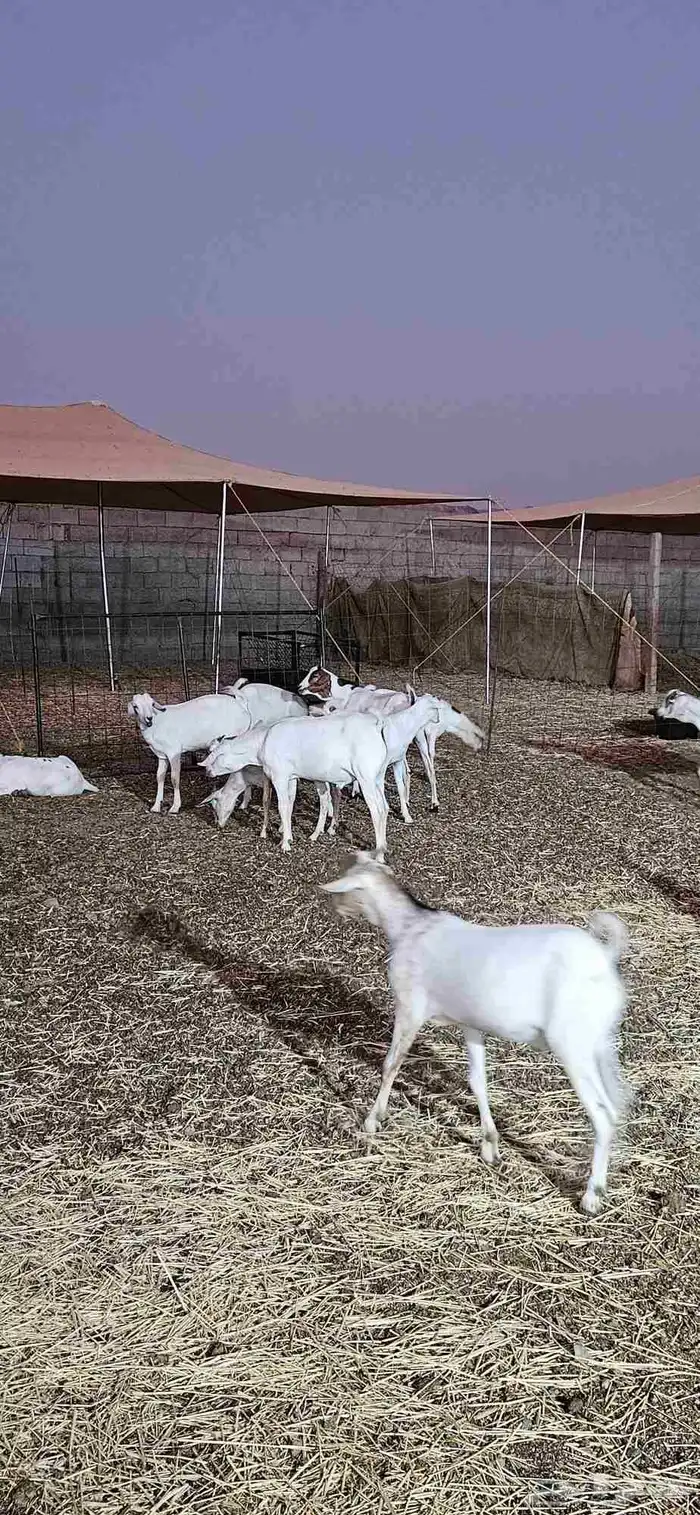 تيوس بحاره مرابي 2