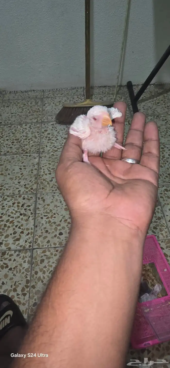 فروخ روز طيور الحب 2