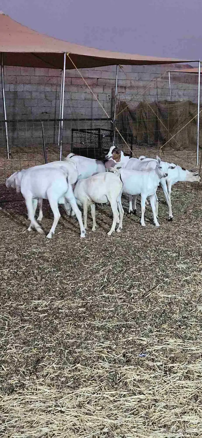 تيوس بحاره مرابي 1