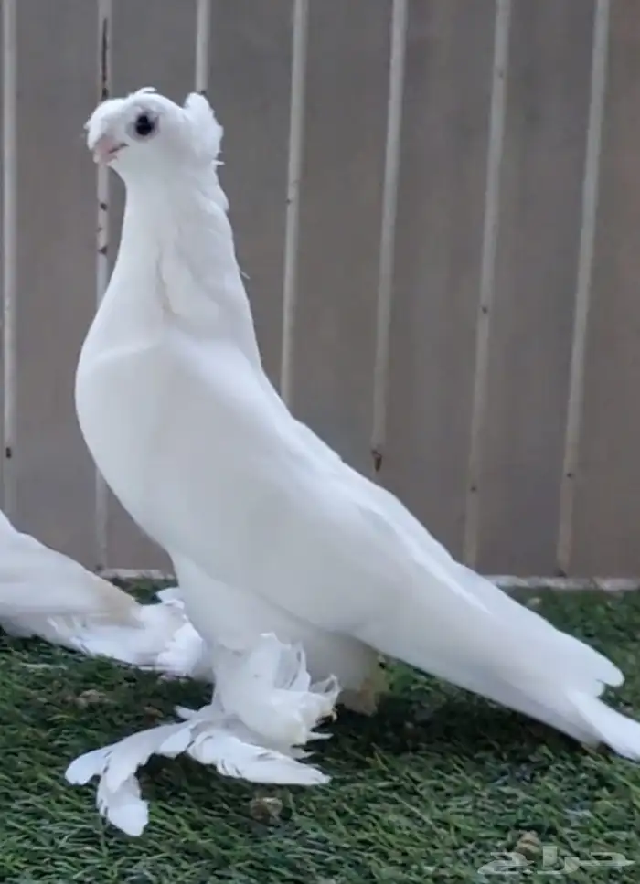 أوزبك ( تم البيع ) 1