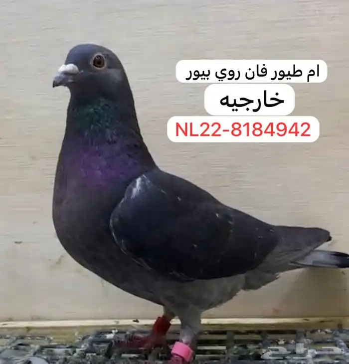 فروخ فان روي x جان اردن ( بشهادات) 0